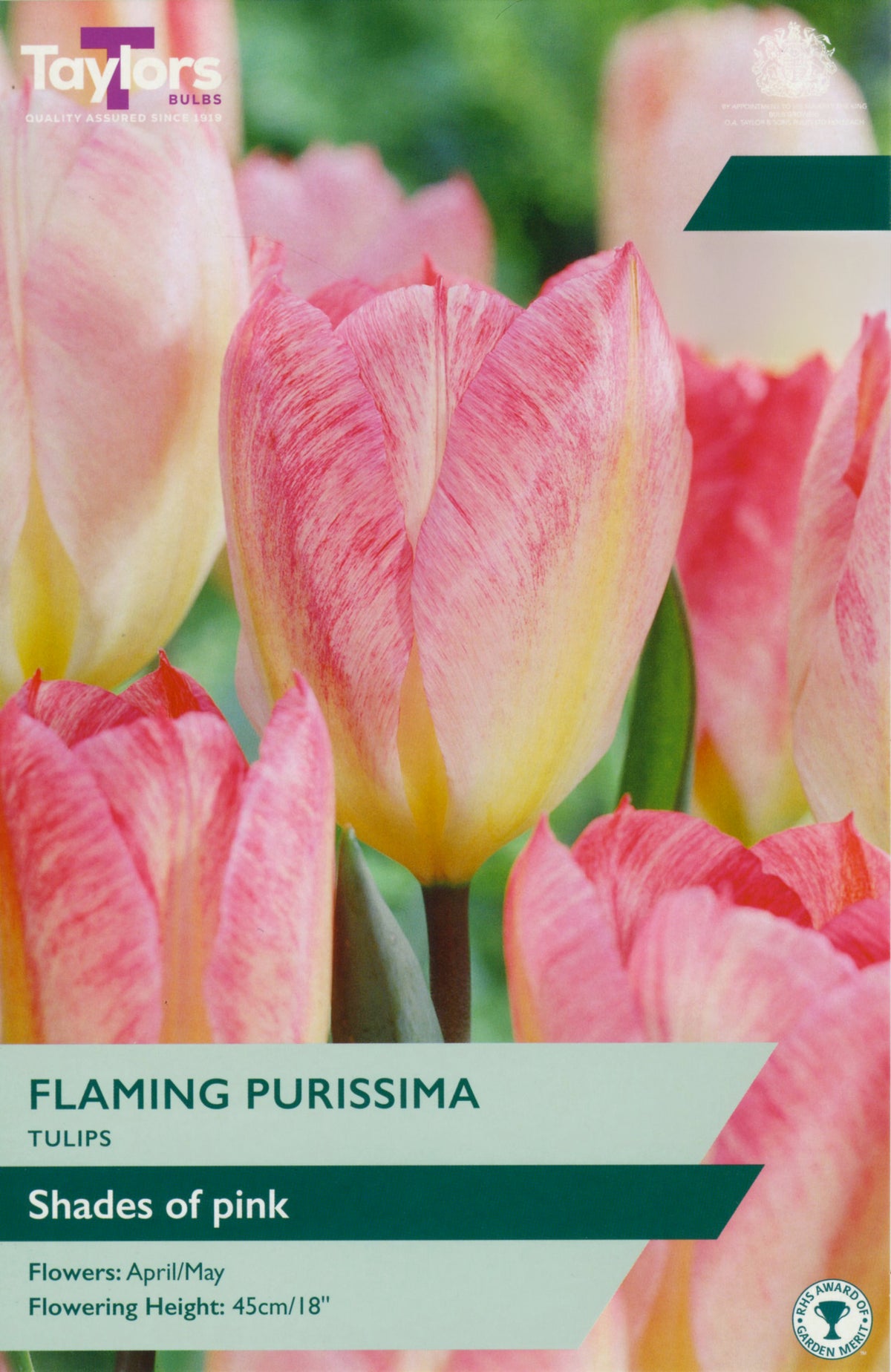 Floral seed packet for 'Flaming Purissima' tulips with pink flowers and brand logo.