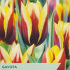 Taylors Bulbs Gavota tulip packaging with colorful tulips in the background