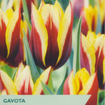 Taylors Bulbs Gavota tulip packaging with colorful tulips in the background