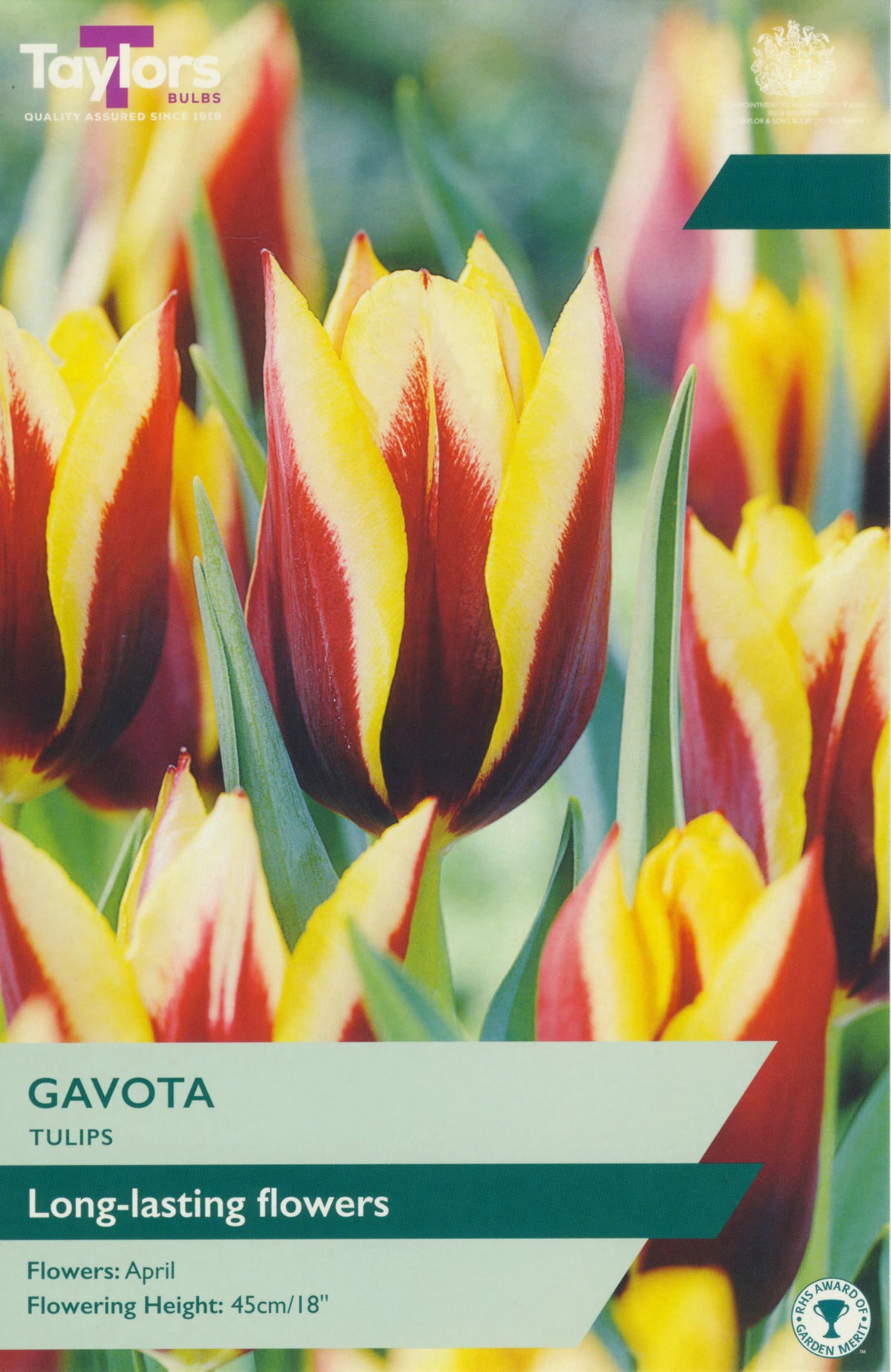 Taylors Bulbs Gavota tulip packaging with colorful tulips in the background