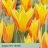 Tulip packet with 'Giuseppe Verdi' tulips and branding information.