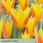 Tulip packet with 'Giuseppe Verdi' tulips and branding information.