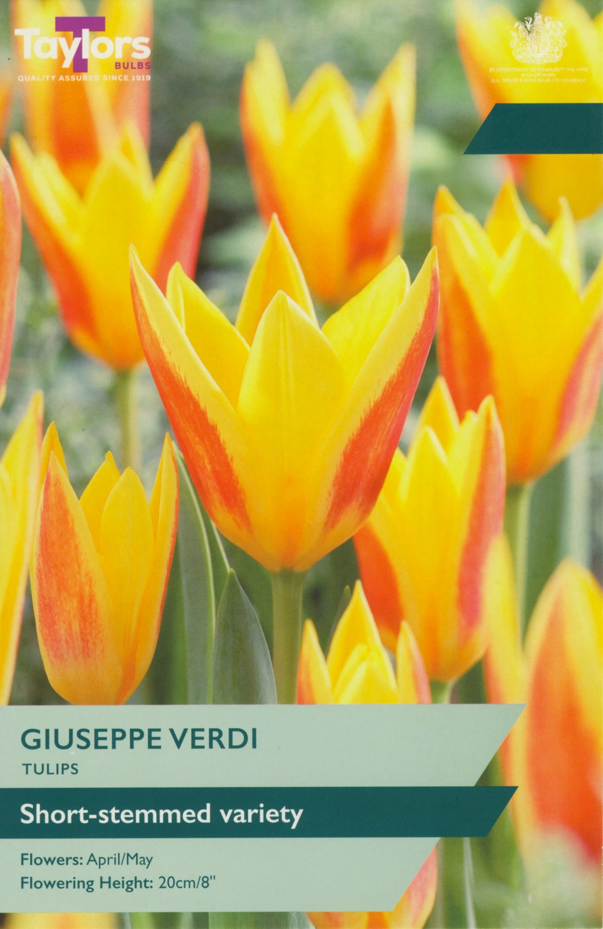 Tulip packet with 'Giuseppe Verdi' tulips and branding information.