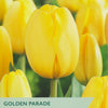 Taylors Golden Parade tulip packet with yellow tulips in the background