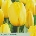Taylors Golden Parade tulip packet with yellow tulips in the background