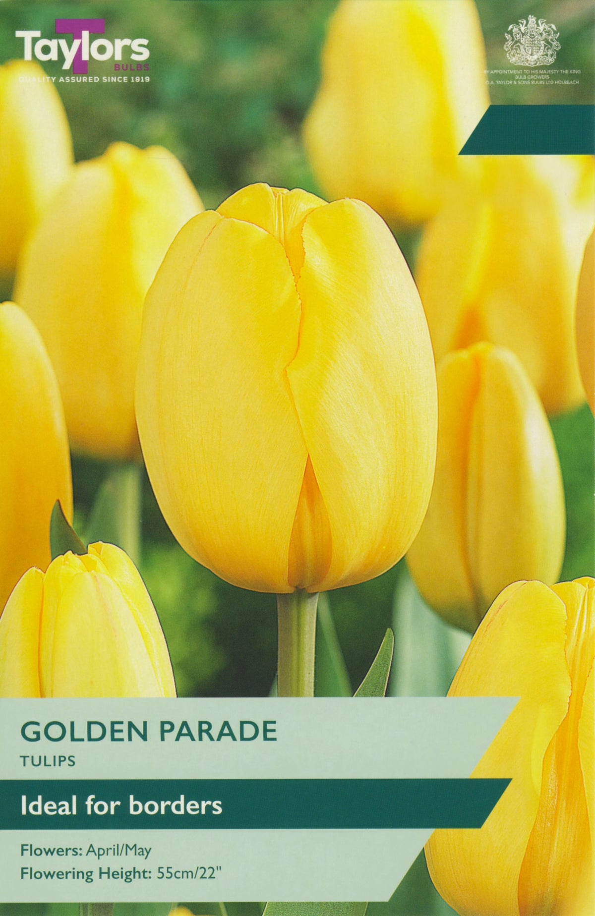 Taylors Golden Parade tulip packet with yellow tulips in the background