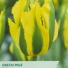 Taylors Bulbs Green Mile tulip packaging with a yellow and green striped tulip.