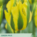 Taylors Bulbs Green Mile tulip packaging with a yellow and green striped tulip.