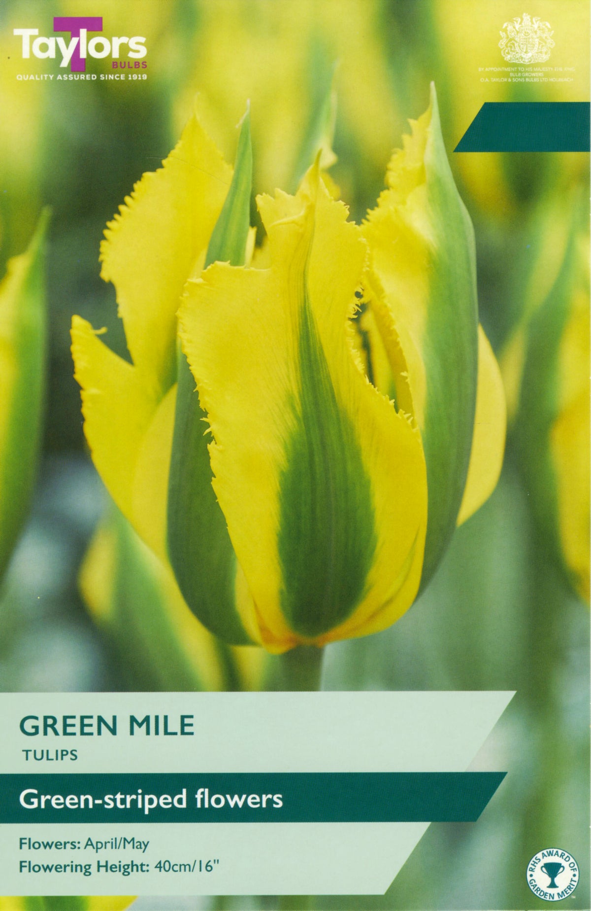 Taylors Bulbs Green Mile tulip packaging with a yellow and green striped tulip.