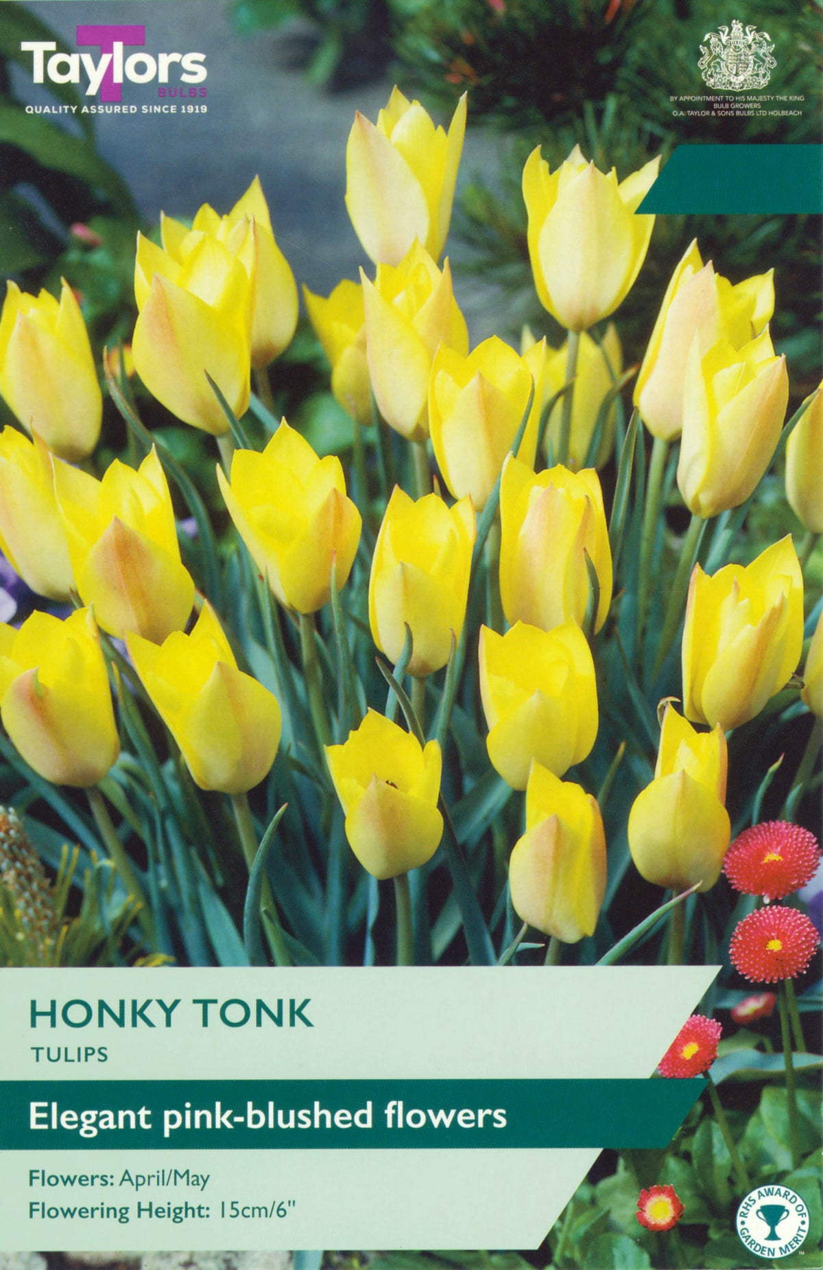 Packaging of Taylors Honky Tonk tulips with yellow flowers and branding.