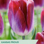 Taylors tulip packet with a purple tulip and branding