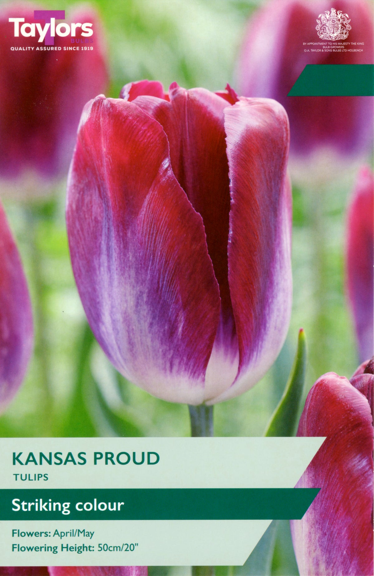 Taylors tulip packet with a purple tulip and branding