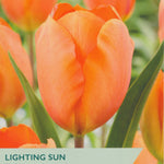 Taylors Bulbs packaging for 'Lighting Sun' tulips with orange flowers.