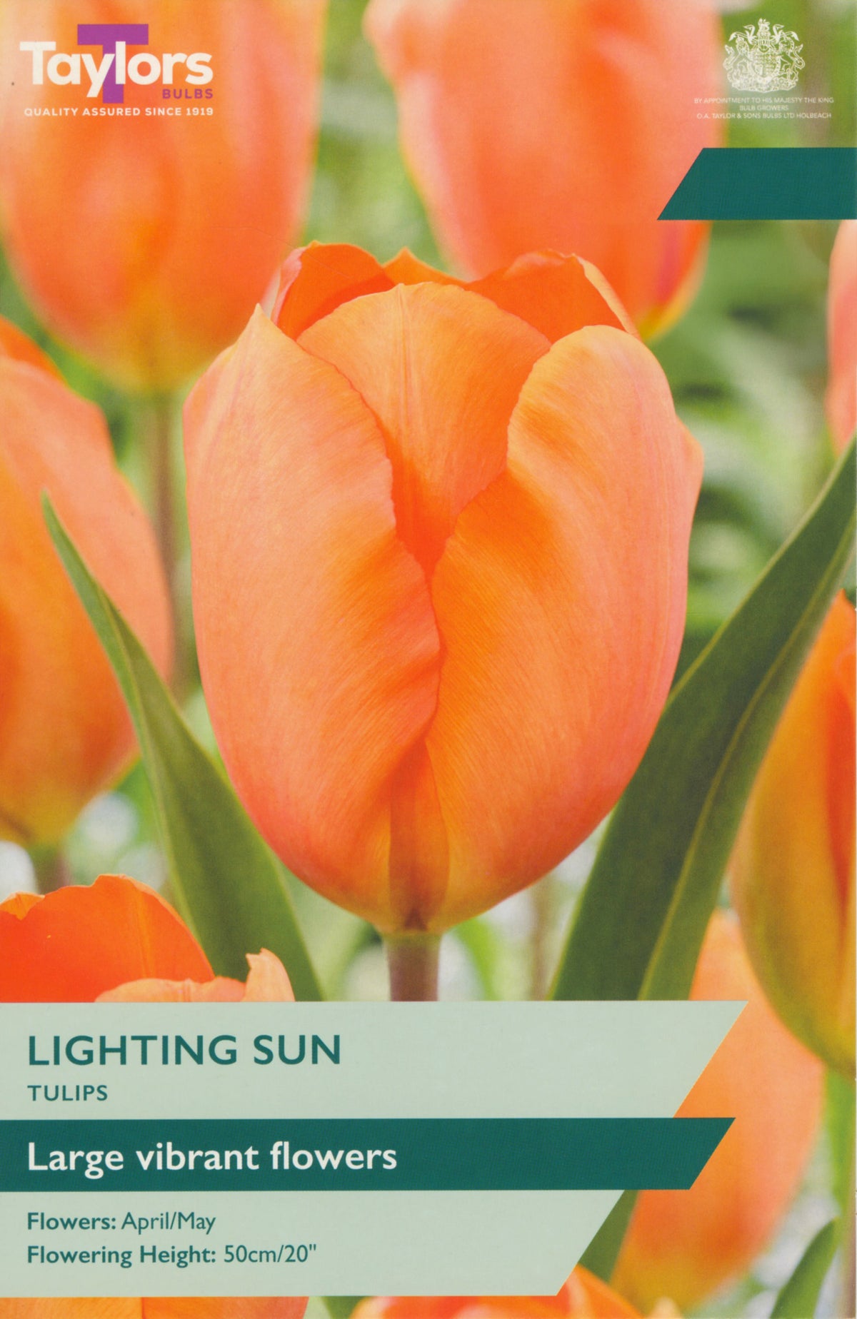 Taylors Bulbs packaging for 'Lighting Sun' tulips with orange flowers.