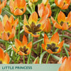 Taylors Bulbs Little Princess tulips packaging with orange flowers and green text.