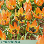 Taylors Bulbs Little Princess tulips packaging with orange flowers and green text.