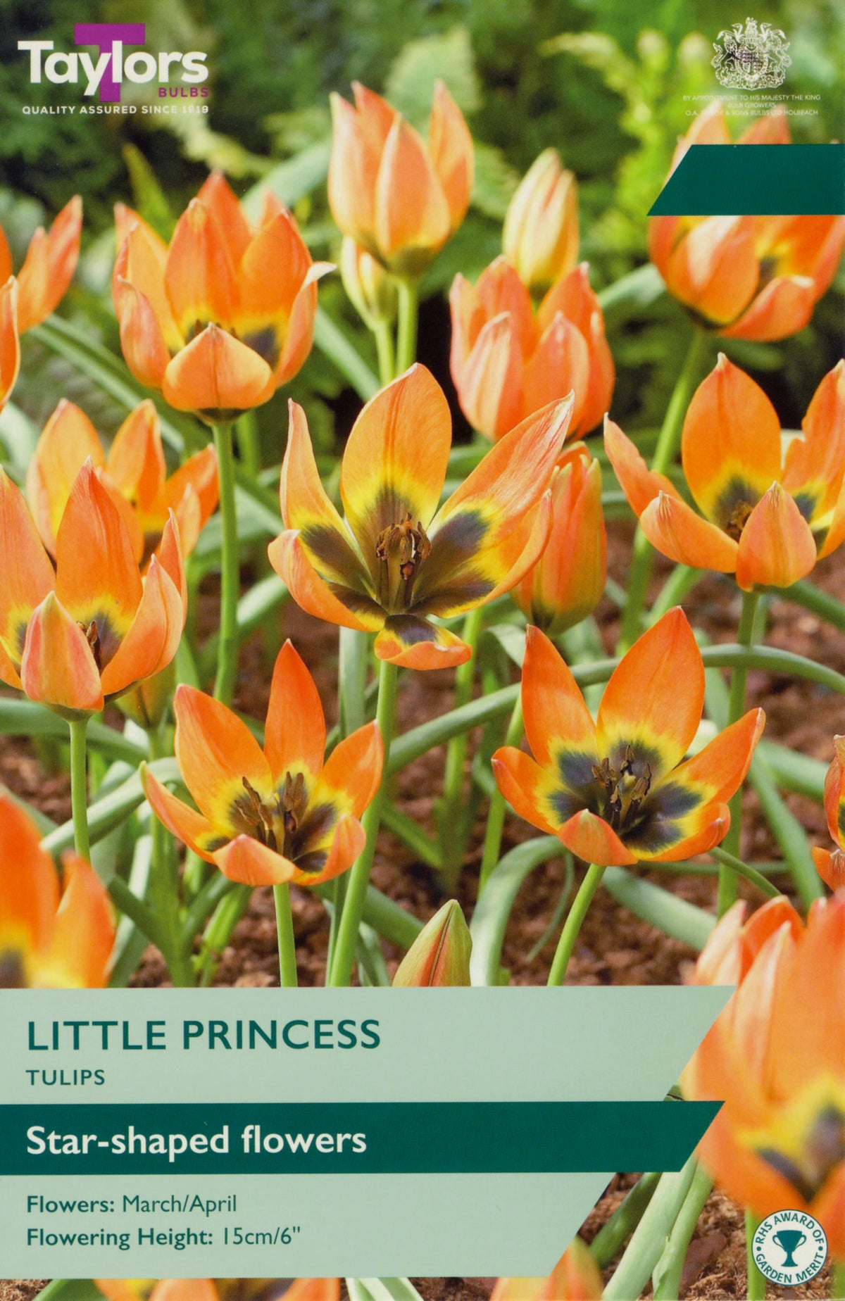 Taylors Bulbs Little Princess tulips packaging with orange flowers and green text.