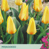 Yellow tulips with green foliage on a Taylor's Seeds packaging background