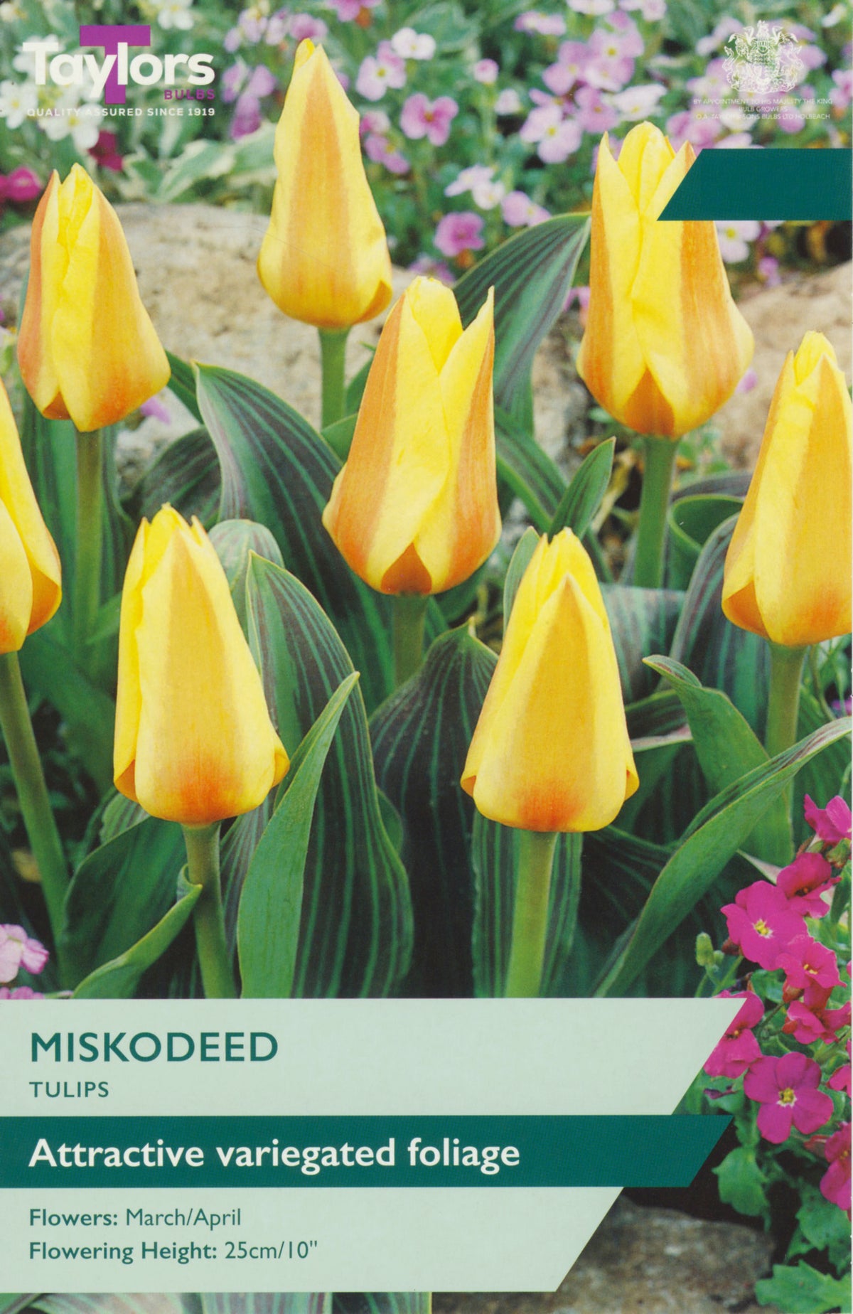 Yellow tulips with green foliage on a Taylor's Seeds packaging background