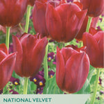 Taylors Bulbs National Velvet tulip packet with red tulips and branding.