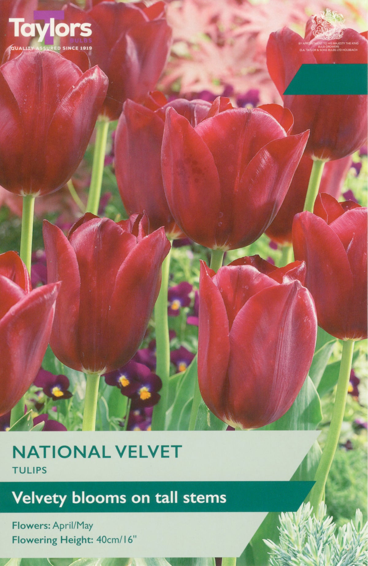 Taylors Bulbs National Velvet tulip packet with red tulips and branding.