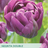 Purple tulip with 'Taylors' branding and information about Negrita Double tulips.