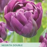 Purple tulip with 'Taylors' branding and information about Negrita Double tulips.