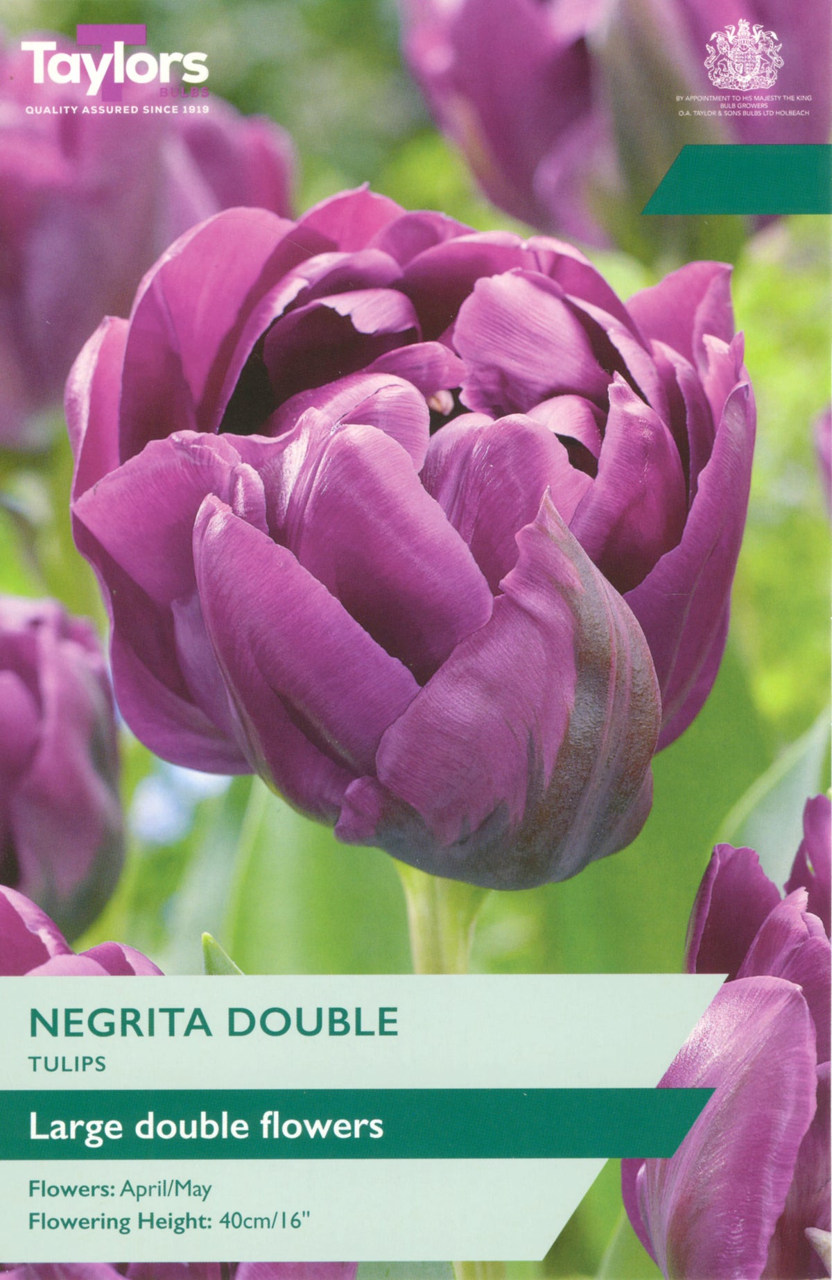 Purple tulip with 'Taylors' branding and information about Negrita Double tulips.