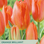Packaging of Taylor's Orange Brilliant tulips with vibrant orange flowers.