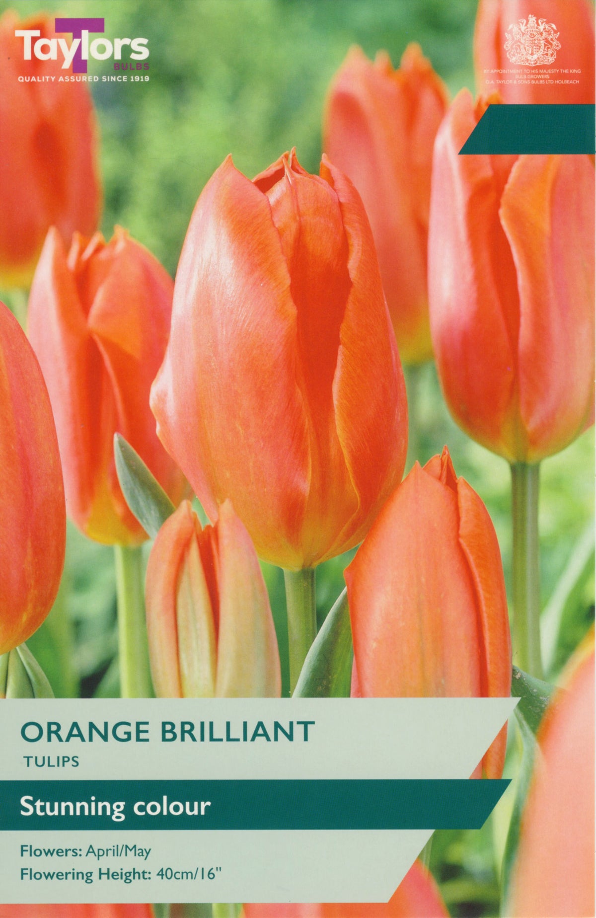 Packaging of Taylor's Orange Brilliant tulips with vibrant orange flowers.