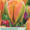 Taylors Bulbs Orange Marmalade tulip packet with tulips in the background