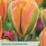 Taylors Bulbs Orange Marmalade tulip packet with tulips in the background