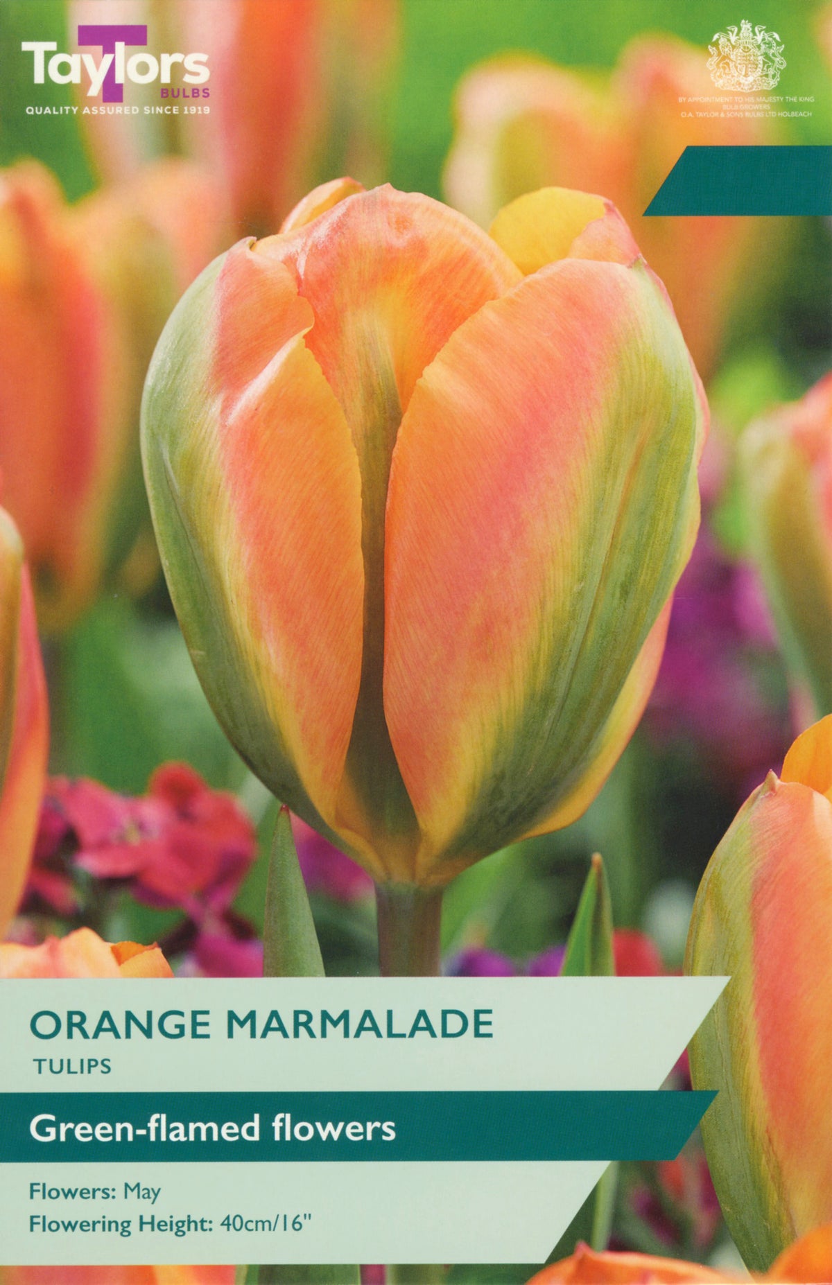 Taylors Bulbs Orange Marmalade tulip packet with tulips in the background