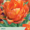Taylors Bulbs packaging for Orca tulips with a close-up of an orange tulip.