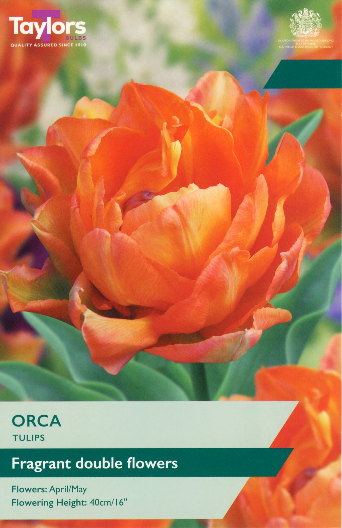 Taylors Bulbs packaging for Orca tulips with a close-up of an orange tulip.