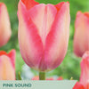 Taylors Bulbs pink tulip packet with tulips in the background