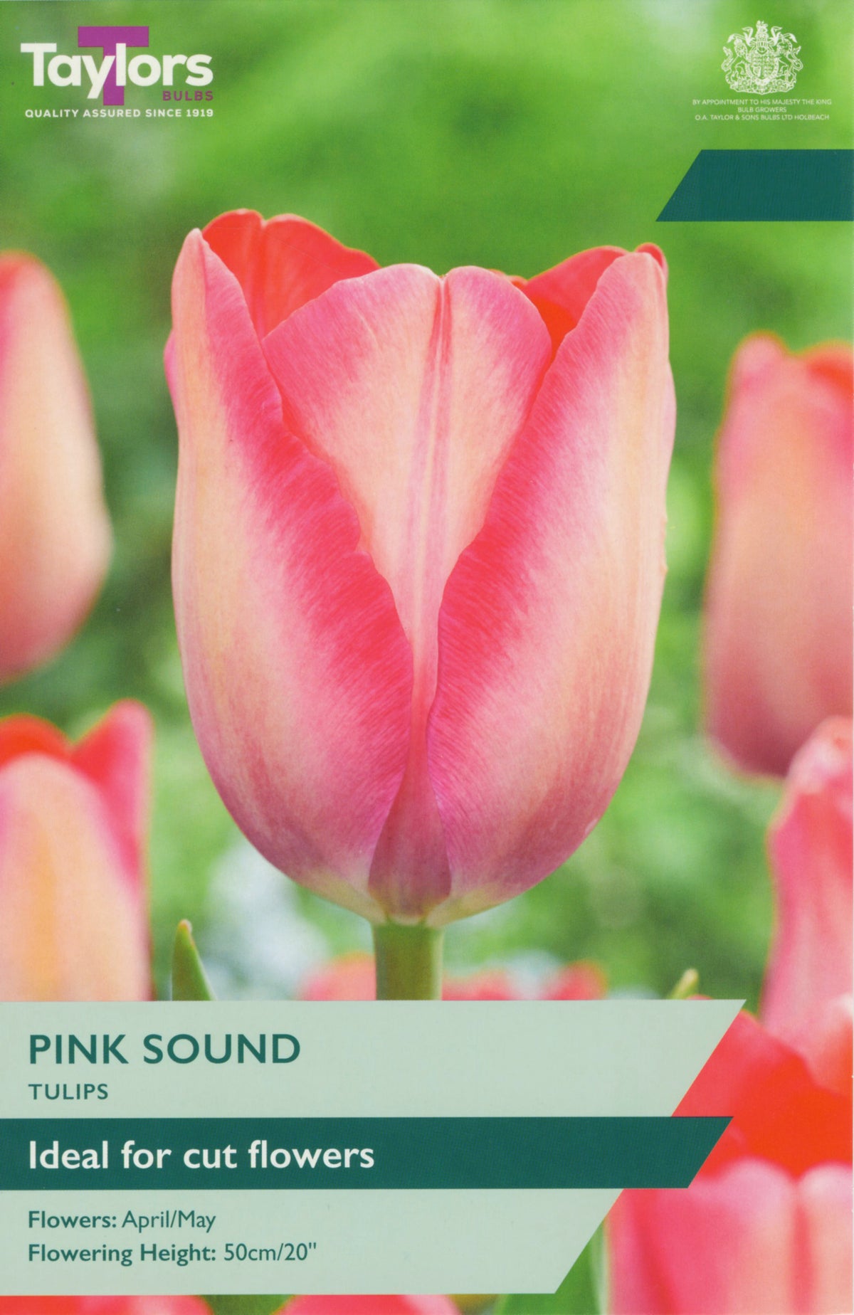 Taylors Bulbs pink tulip packet with tulips in the background