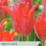 Taylors Bulbs Pretty Love Tulips packaging with red tulips in the background