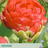 Red tulip flower with 'Taylors' branding and product details on a green background