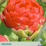 Red tulip flower with 'Taylors' branding and product details on a green background