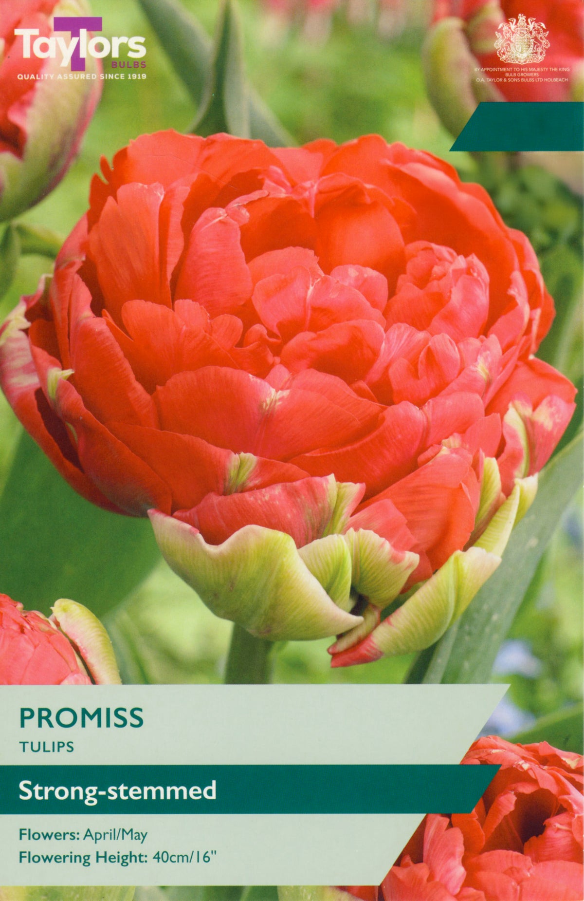 Red tulip flower with 'Taylors' branding and product details on a green background