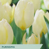 White tulips with branding and product information text overlay