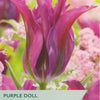Taylors Bulbs Purple Doll tulip packaging with a purple tulip and green background.