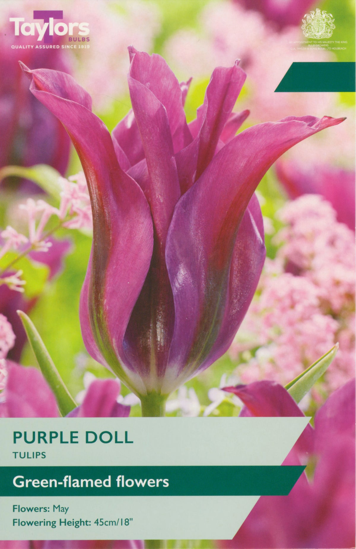 Taylors Bulbs Purple Doll tulip packaging with a purple tulip and green background.