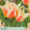 Taylors Bulbs Quebec tulips packaging with tulips in the background