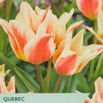 Taylors Bulbs Quebec tulips packaging with tulips in the background