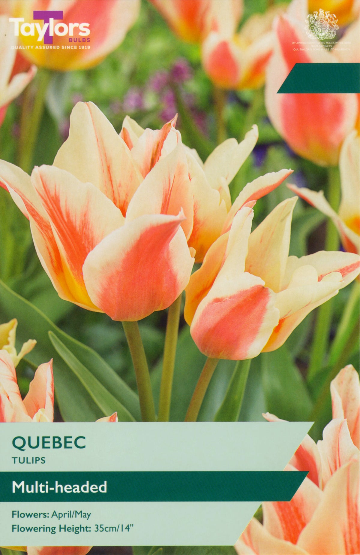 Taylors Bulbs Quebec tulips packaging with tulips in the background