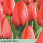 Red tulips with 'Taylors' branding on a seed packet