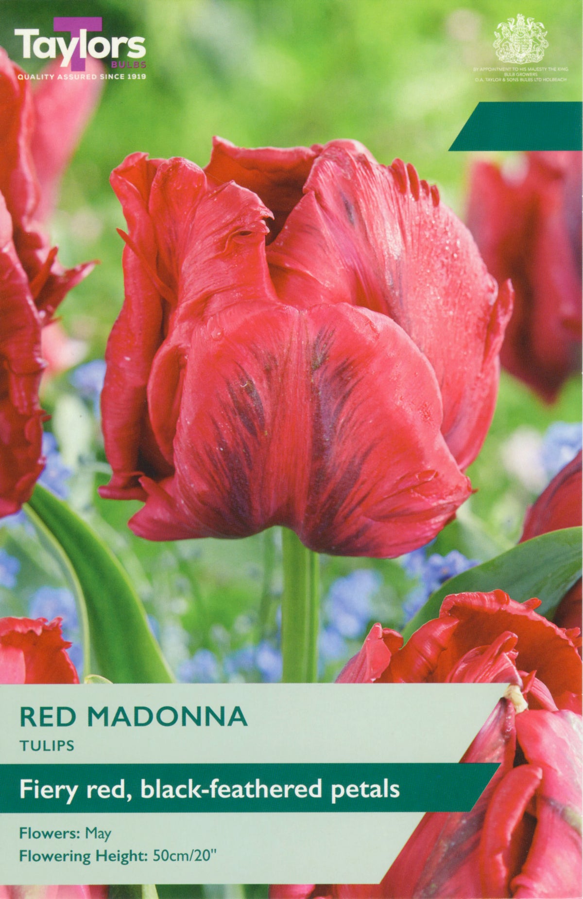 Red Madonna tulips with product details on a green background