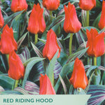 Red tulips with dark striped foliage on a label for Taylors Bulbs.
